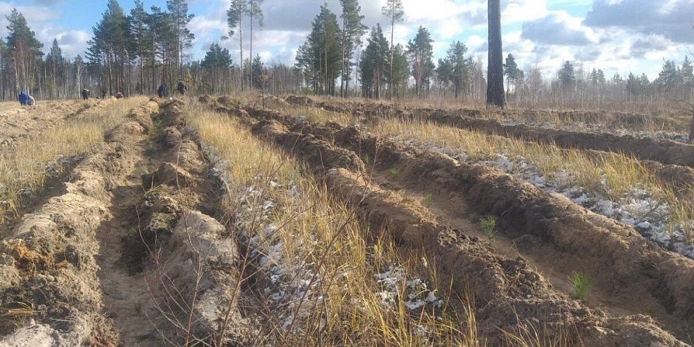 В 2024 году предприятие Горнорудного дивизиона «Росатома» высадило 100 га леса