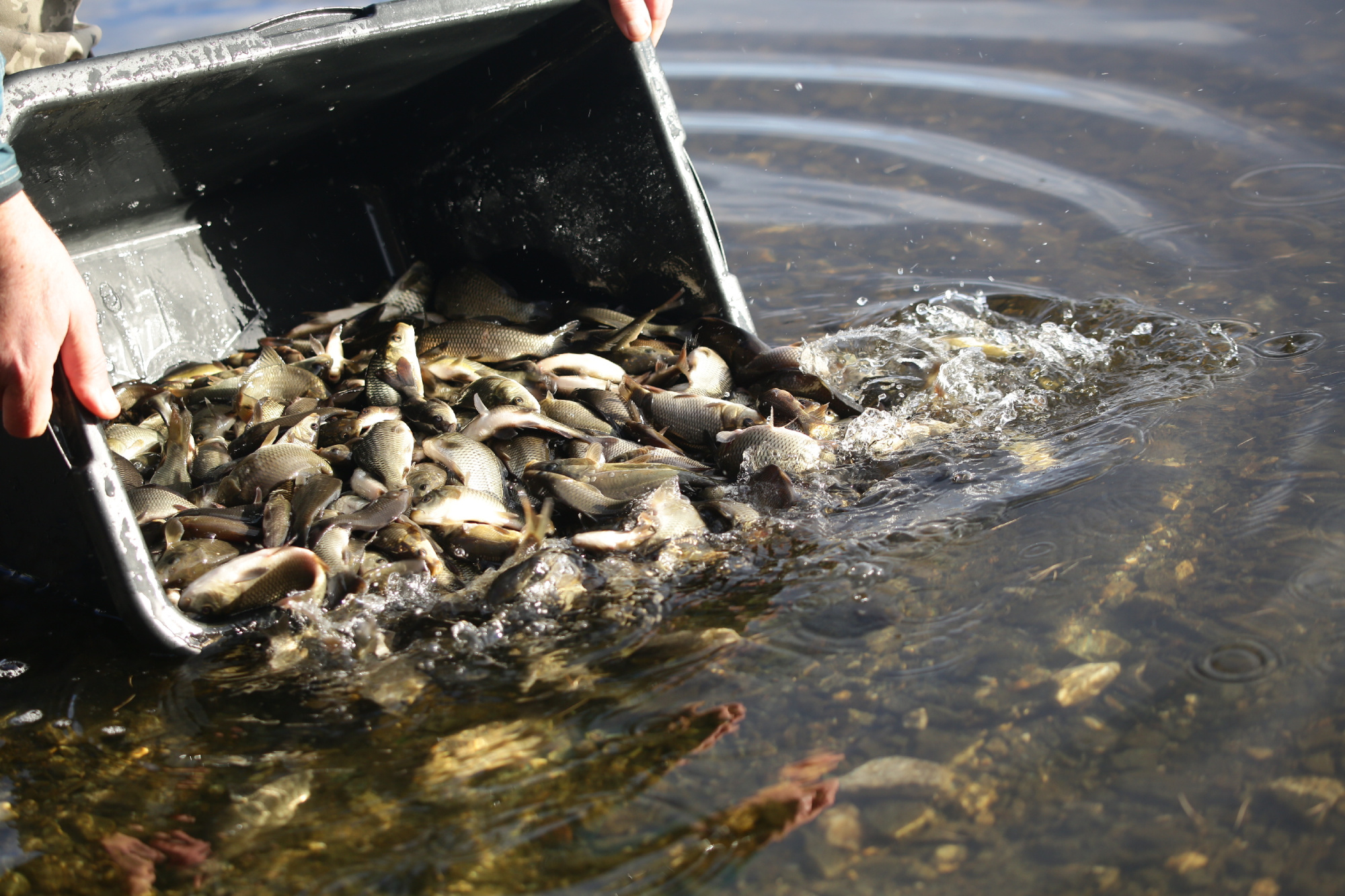 При участии УЭХК состоялся второй этап зарыбления Верх-Нейвинского водохранилища в Свердловской области