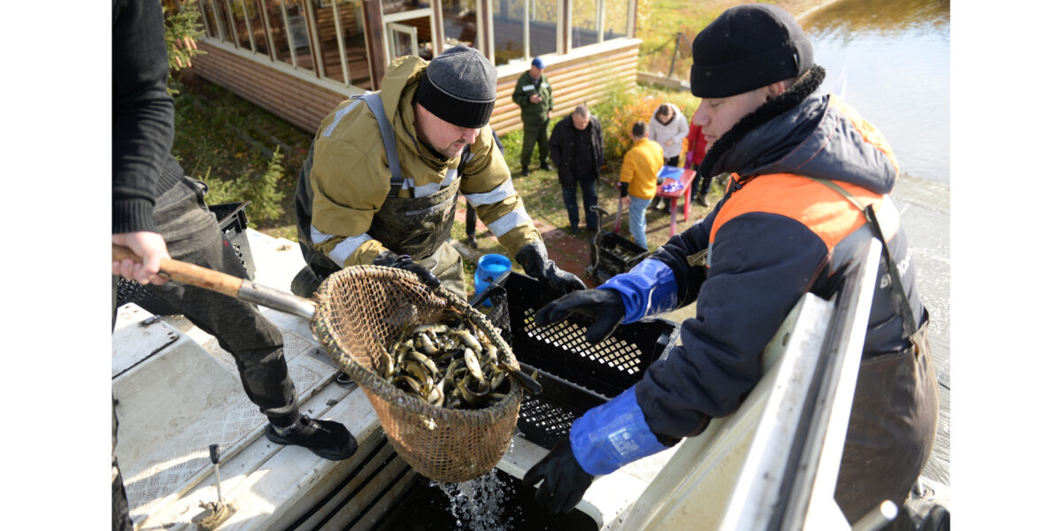 Белоярская АЭС выпустила в водохранилище 120 тысяч особей краснокнижного чёрного амура