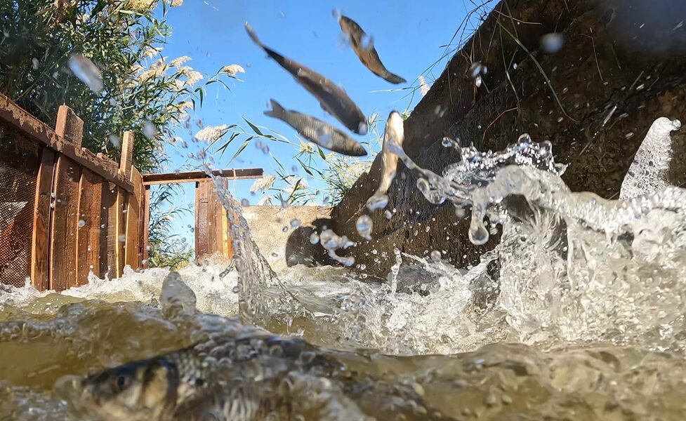 Экологи Ростовской АЭС выпустили в реку Дон 1 миллион мальков белого амура и сазана
