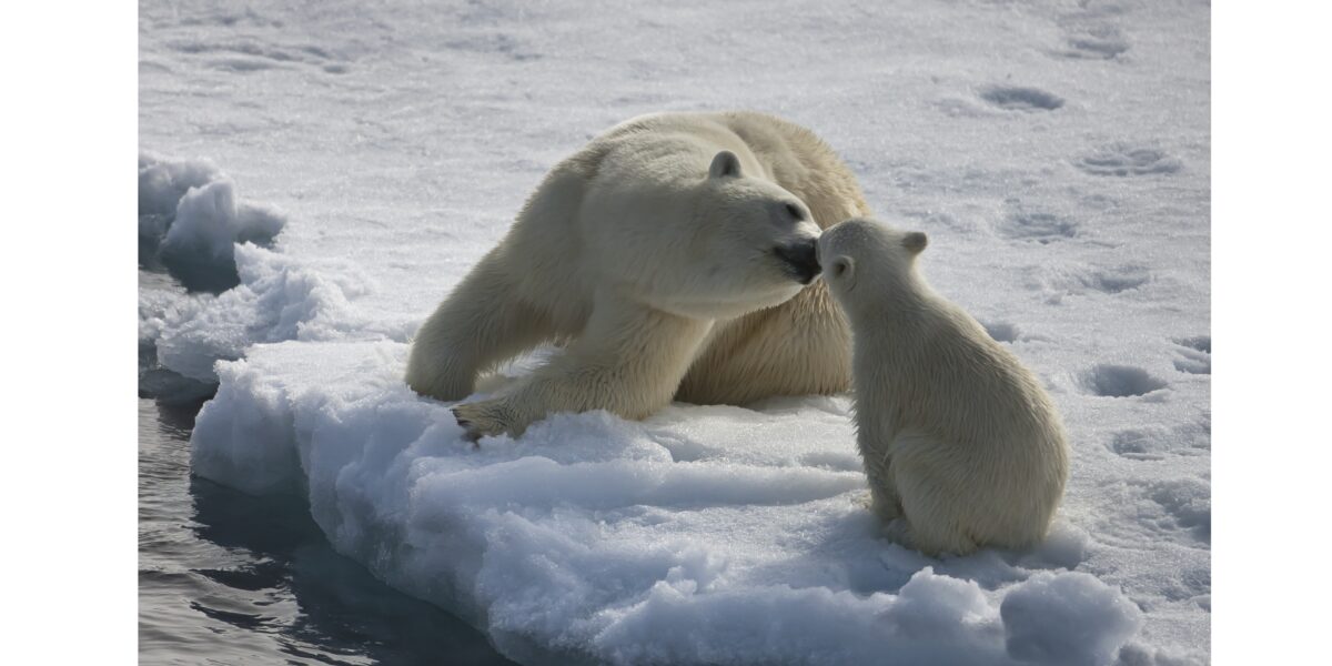 Comprehensive Environmental Monitoring Program for the Northern Sea Route
