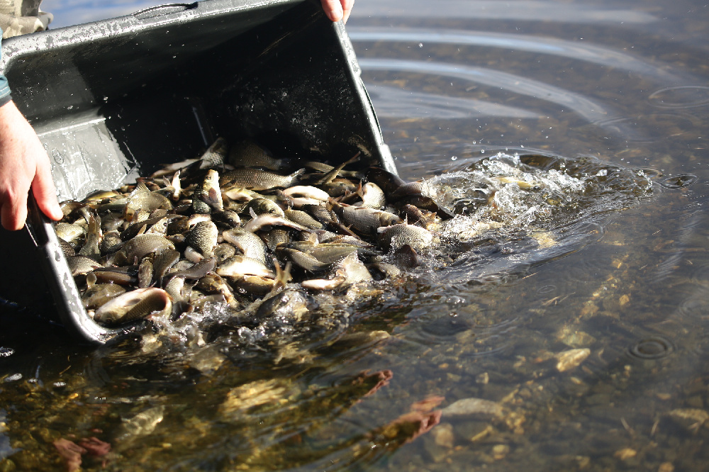 При участии УЭХК состоялся второй этап зарыбления Верх-Нейвинского водохранилища в Свердловской области