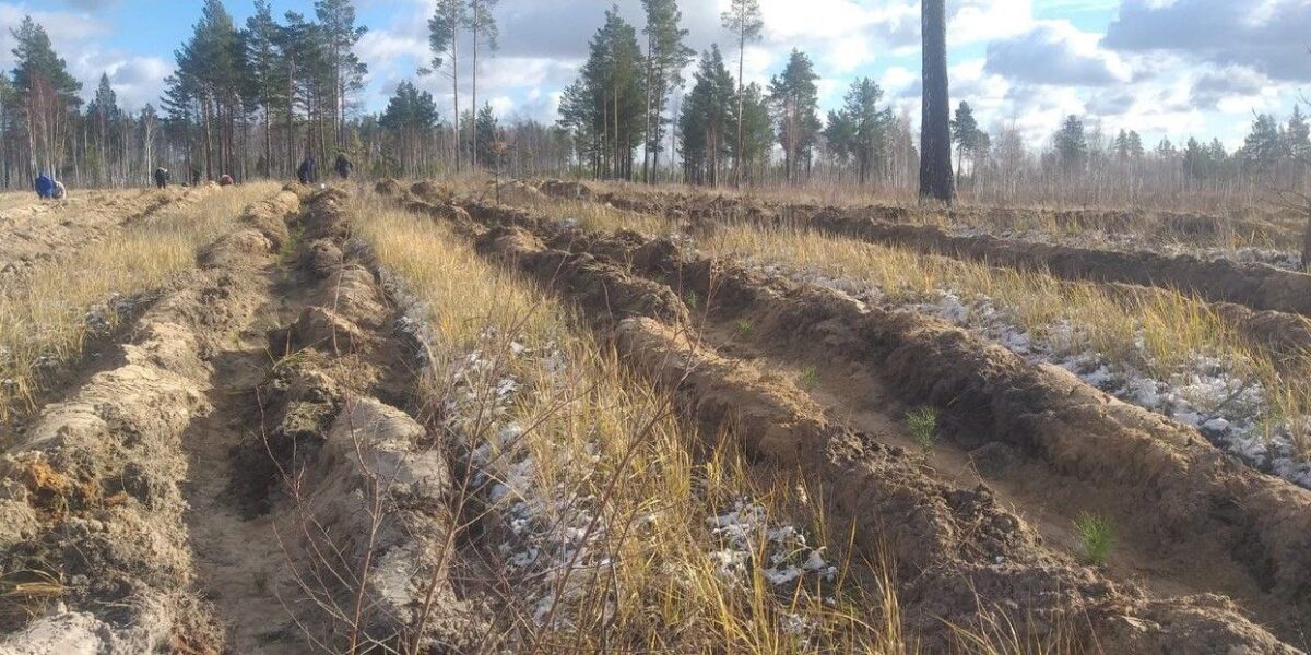 В 2024 году предприятие Горнорудного дивизиона «Росатома» высадило 100 га леса